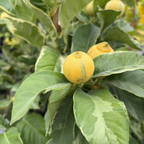 Variegated Pink Eureka