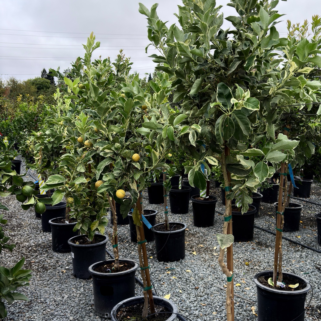 Variegated Pink Eureka