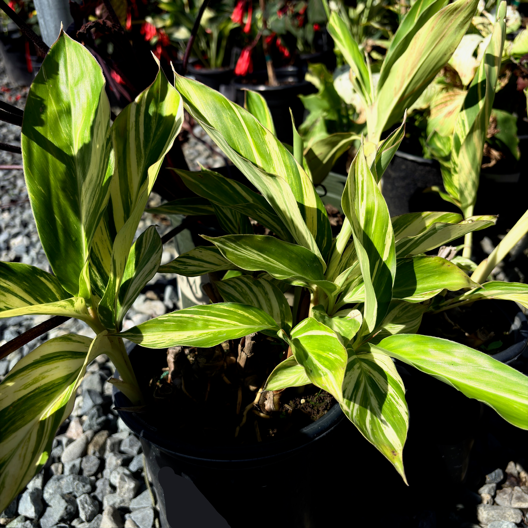 variegated ginger plant indoor Variegated Shell Ginger