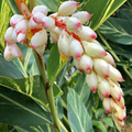 Cluster of Variegated Shell Ginger white and pink flowers with green leaves in the background