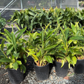 Row of potted Variegated Shell Ginger plants in black pots on a gravel surface