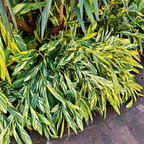 Variegated Shell Ginger