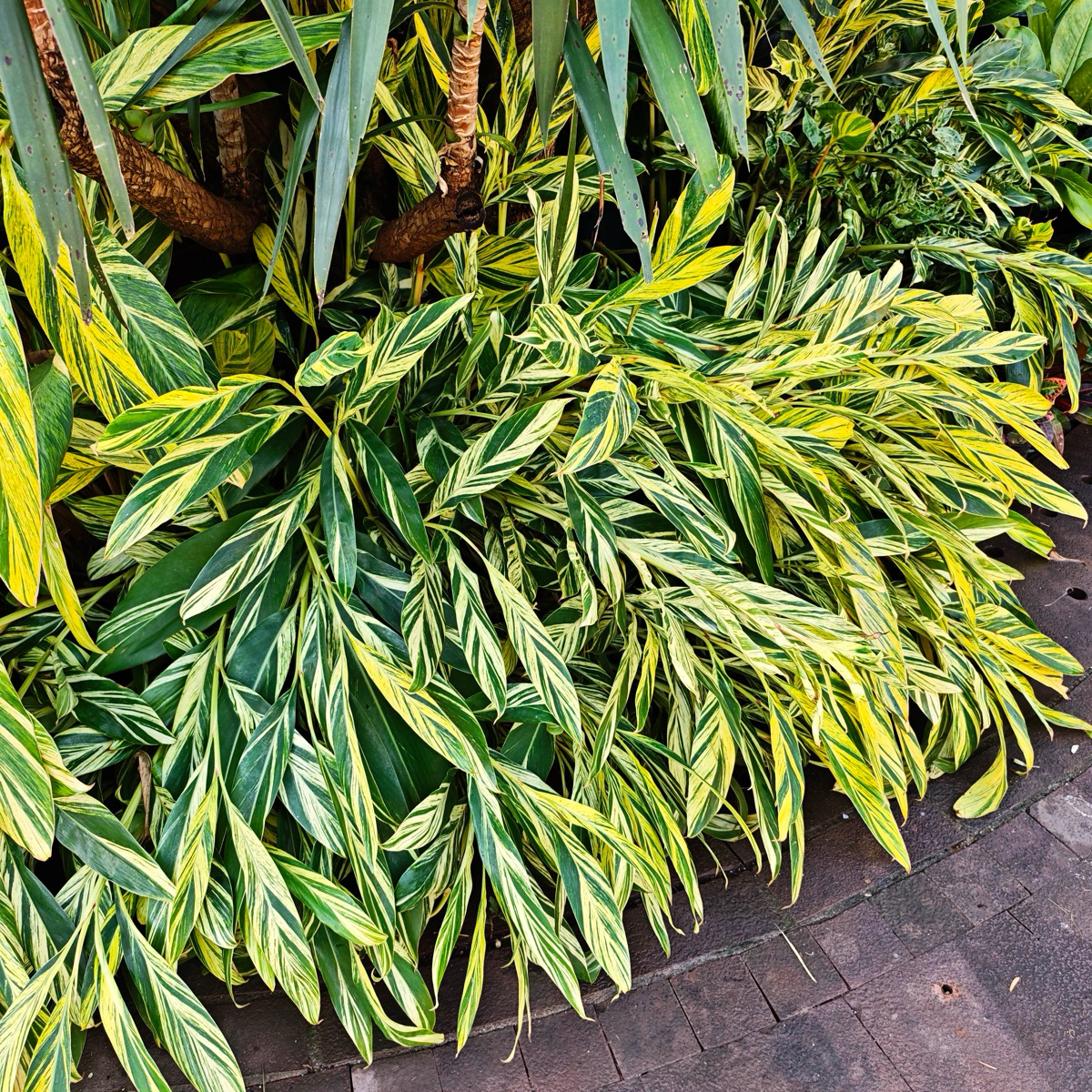 Variegated Shell Ginger