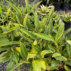 Variegated Shell Ginger