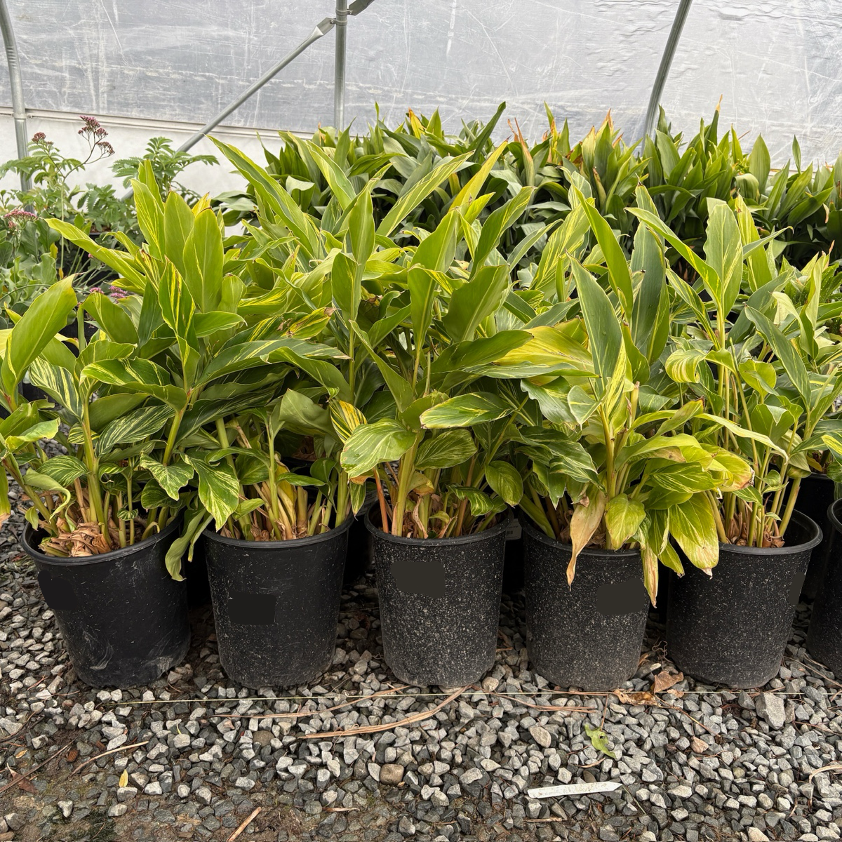 shell ginger plant indoor care Variegated Shell Ginger