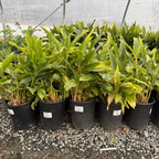 Variegated Shell Ginger