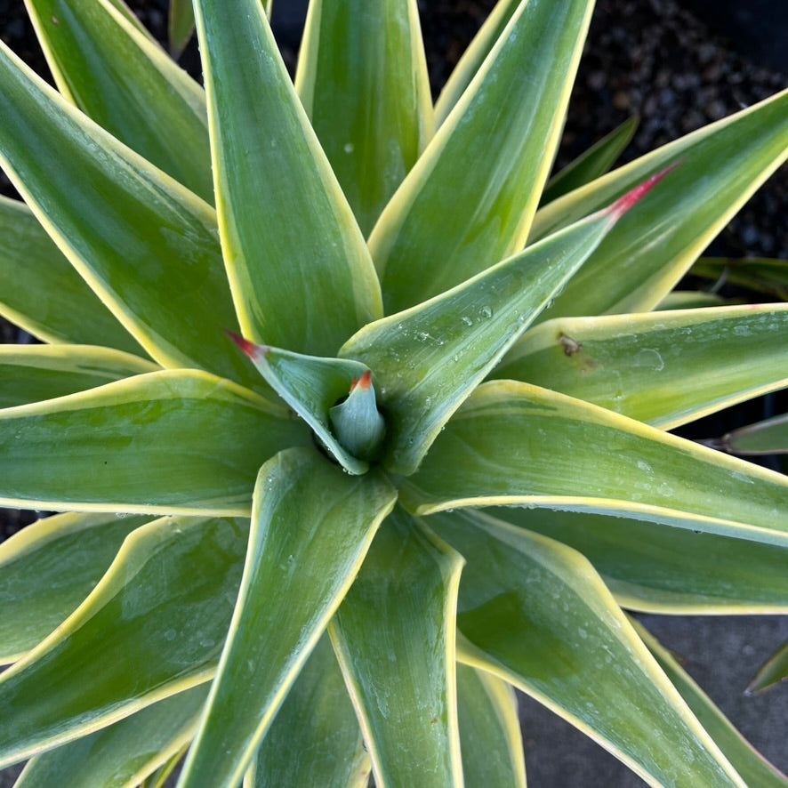 Variegated Smooth Agave