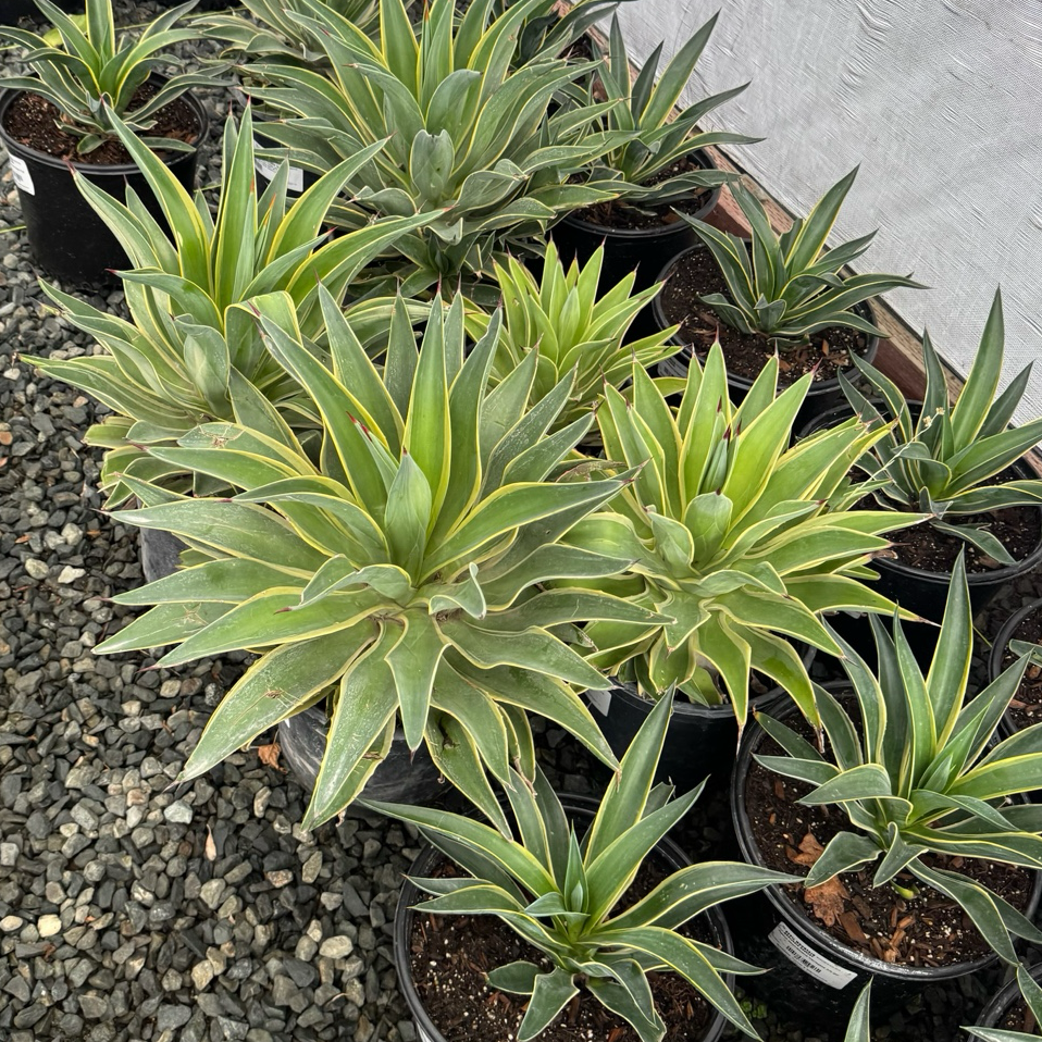 Variegated Smooth Agave