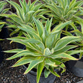 Variegated Smooth Agave