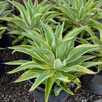 Variegated Smooth Agave