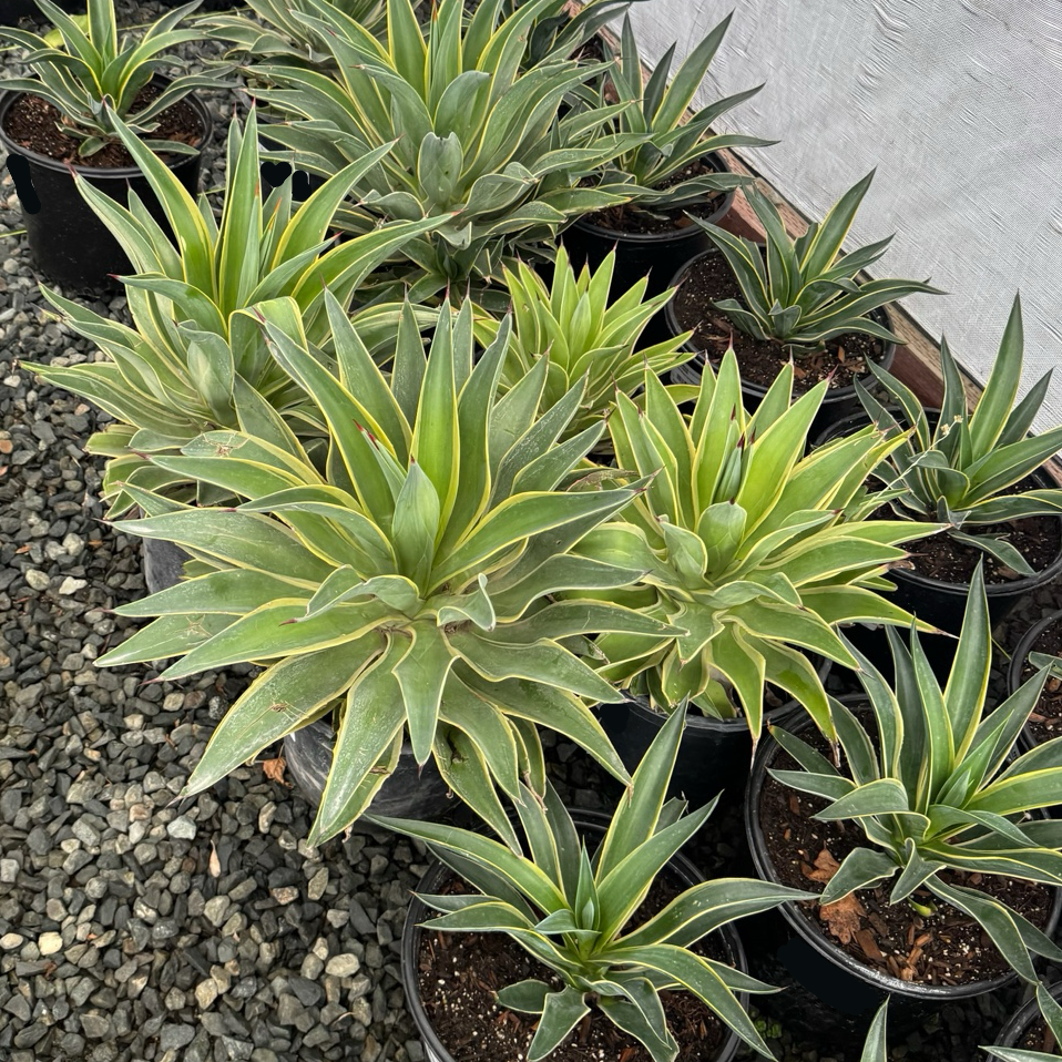 Variegated Smooth Agave