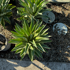 Variegated Smooth Agave