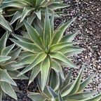 Variegated Smooth Agave