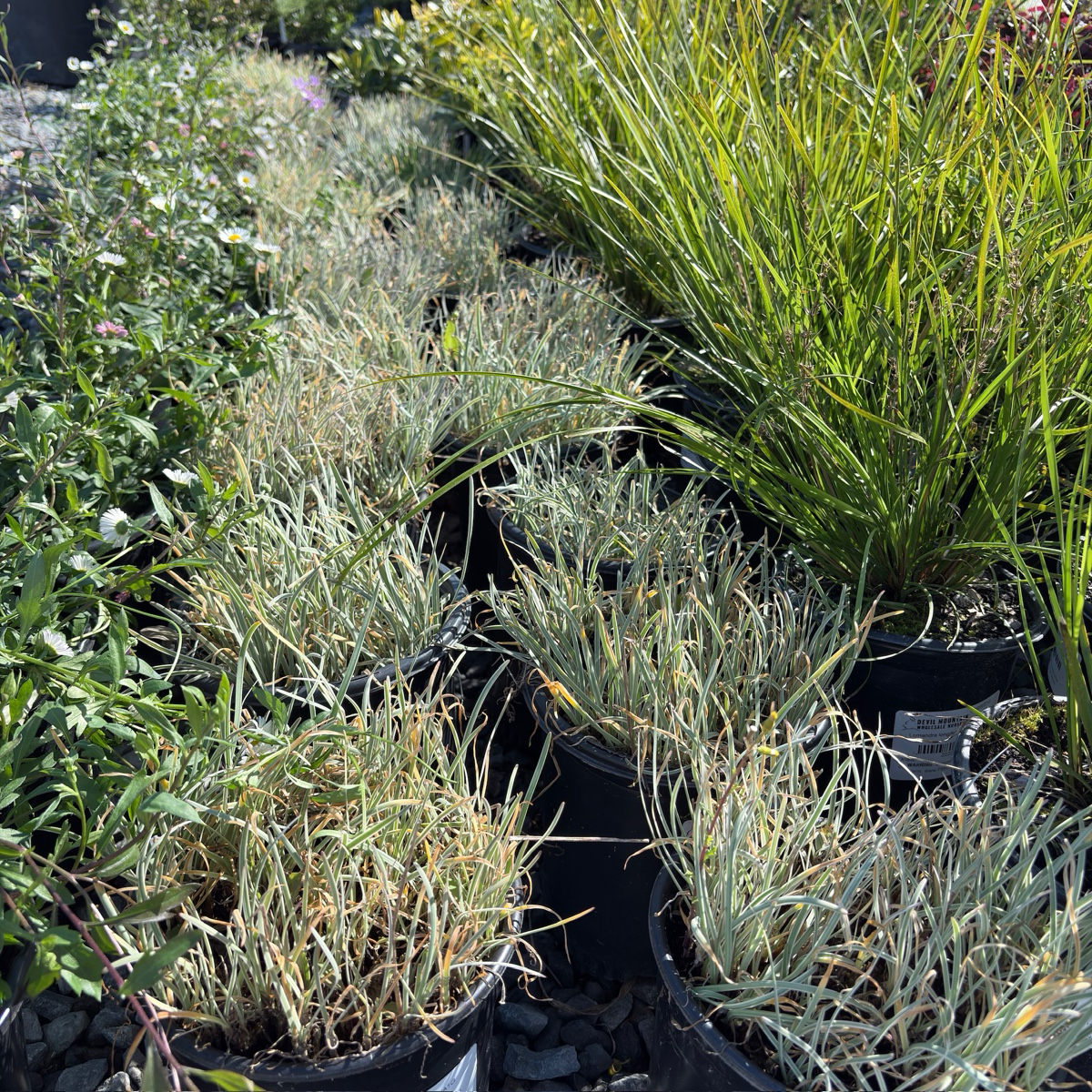 Row of potted Variegated Society Garlic plants in a garden setting