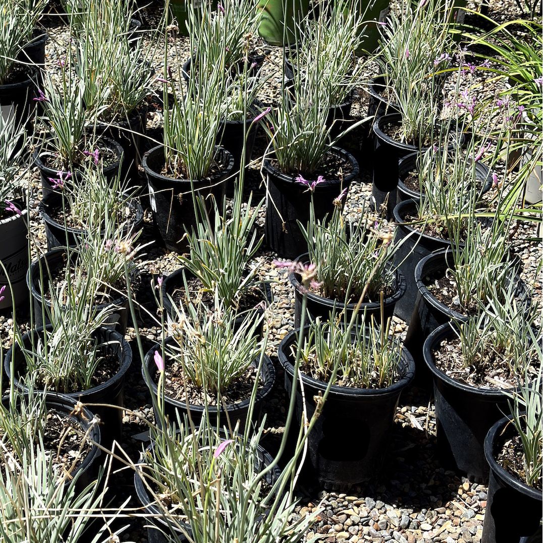 Row of potted Variegated Society Garlic plants on a gravel surface