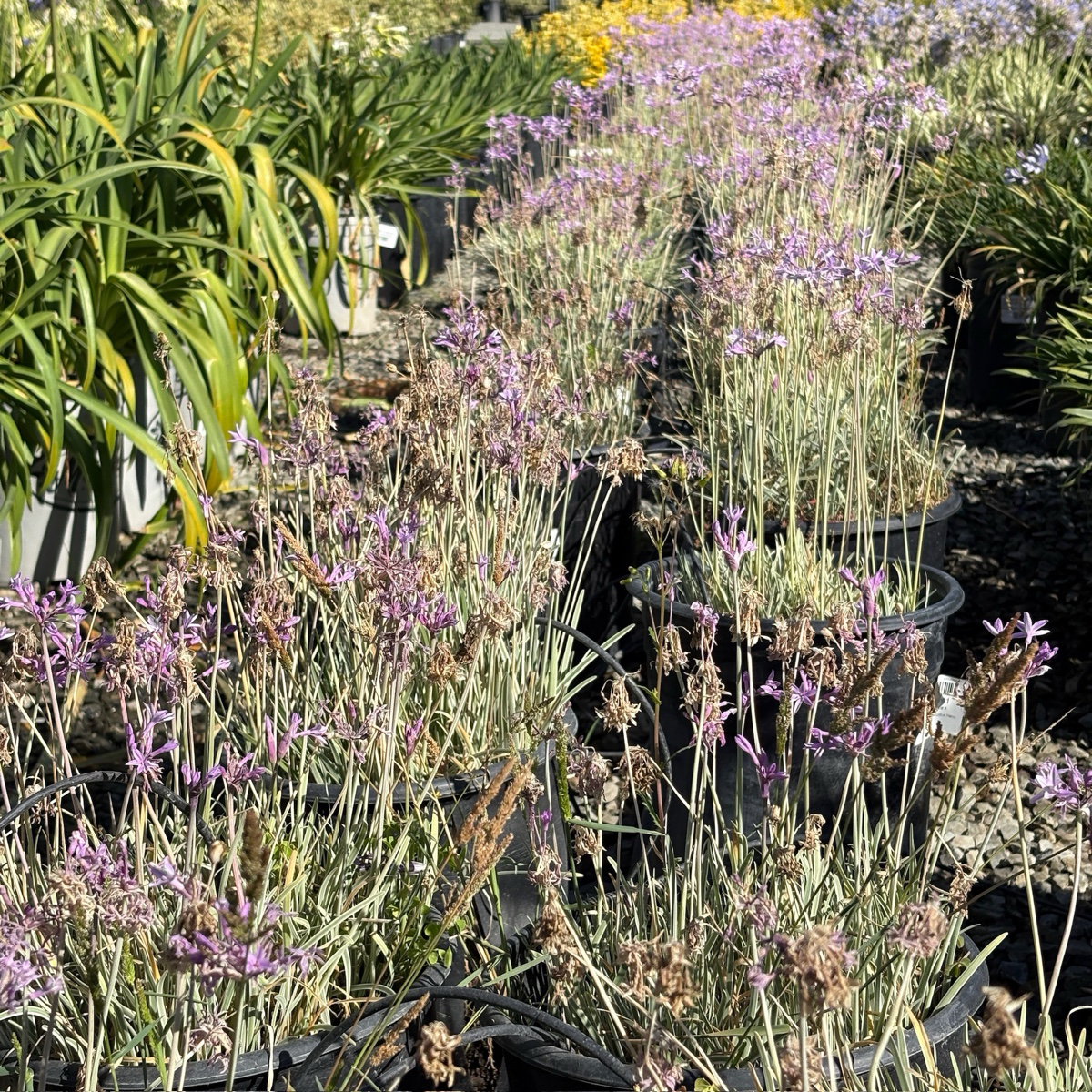 Row of potted Variegated Society Garlic plants in a garden setting