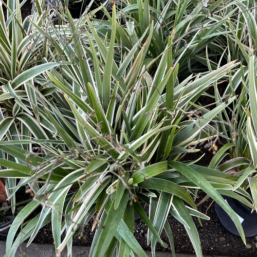 white striped tasman flax lily Variegated Tasman Flax Lily
