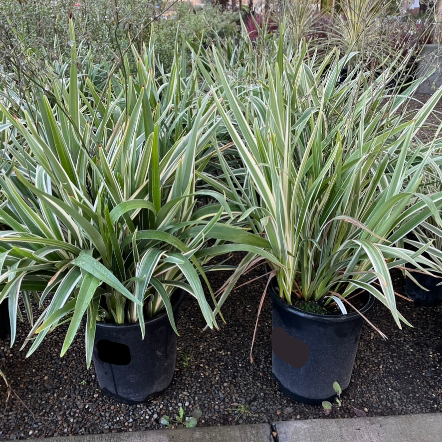 white variegated flax lily Variegated Tasman Flax Lily