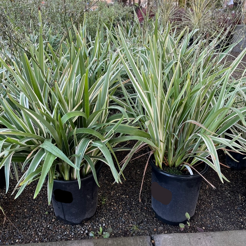 Variegated Tasman Flax Lily