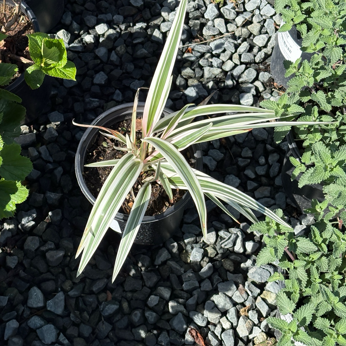 white flax lily Variegated Tasman Flax Lily