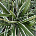 Variegated Tasman Flax Lily