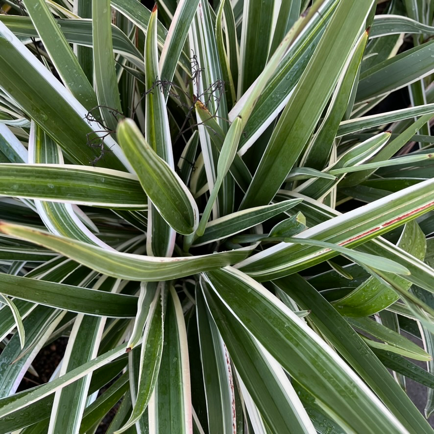 white striped tasman flax lily Variegated Tasman Flax Lily