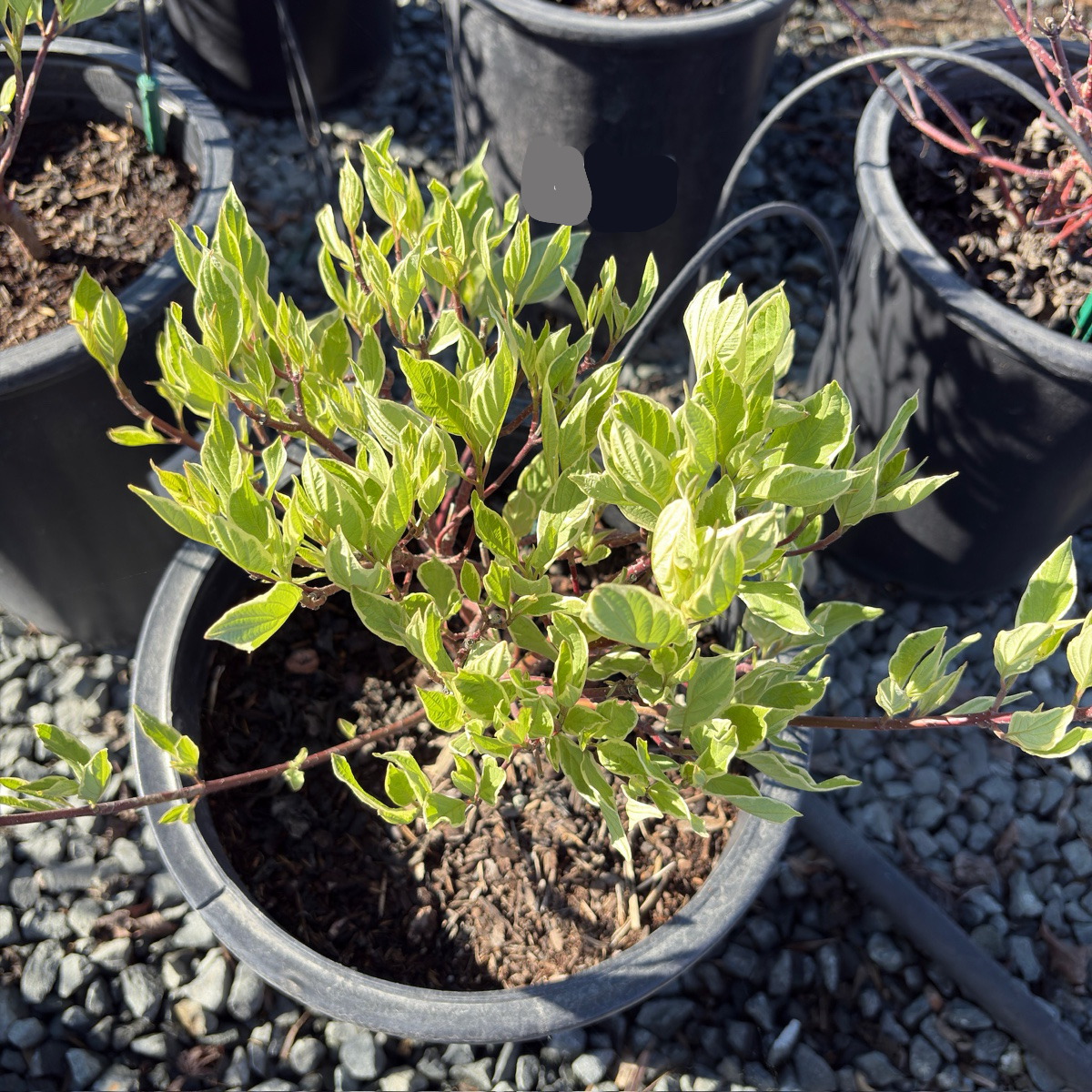 Variegated Tatarian Dogwood