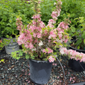 Variegated Weigela