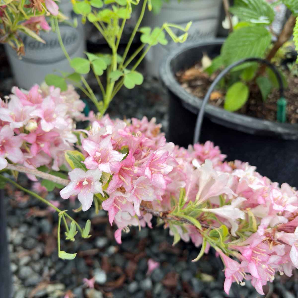weigela plant fertilizer Variegated Weigela (Weigela florida 'Variegata')|Flowering Shrub with Creamy-White Edged Leaves – Victory Nursery