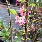 Variegated Winter Daphne