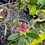 Variegated Winter Daphne