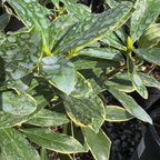 Variegated Winter Daphne