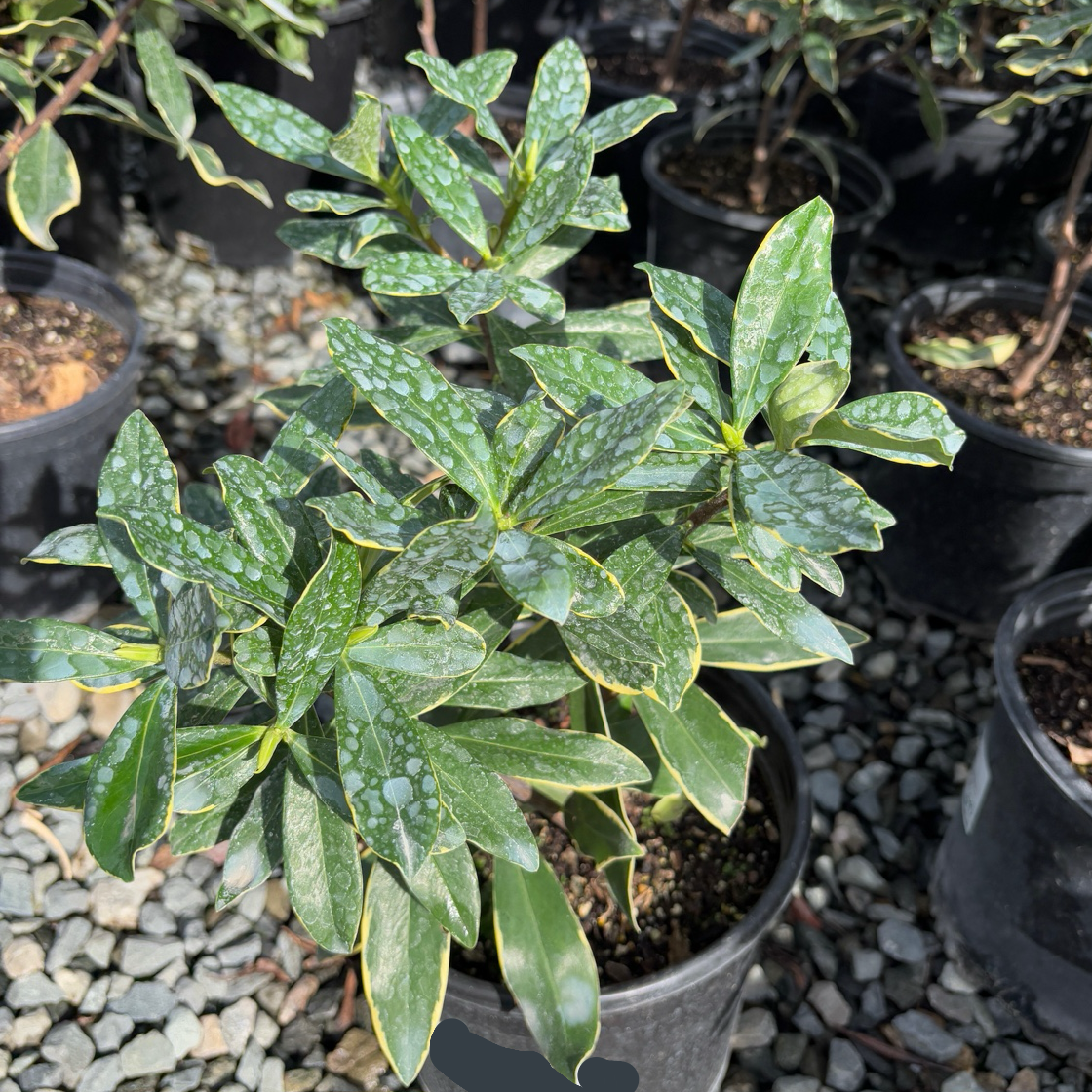 Variegated Winter Daphne