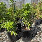 Variegated Winter Daphne