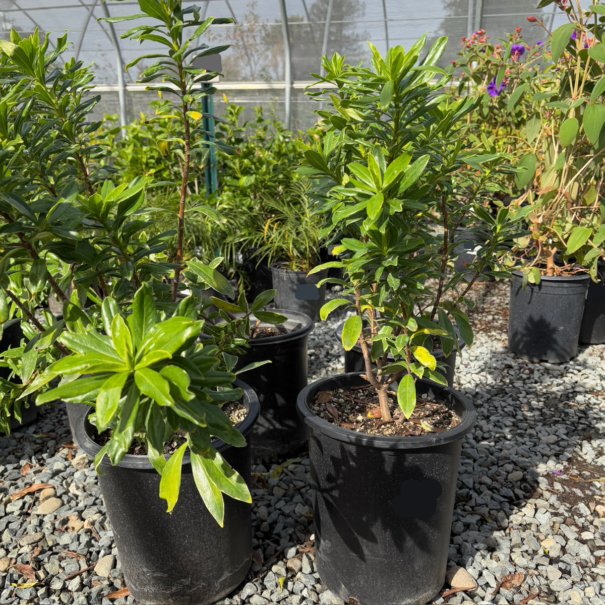 Variegated Winter Daphne