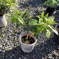 Variegated Winter Daphne