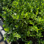 Green Veitchii Gardenia bush with dense foliage on a natural background