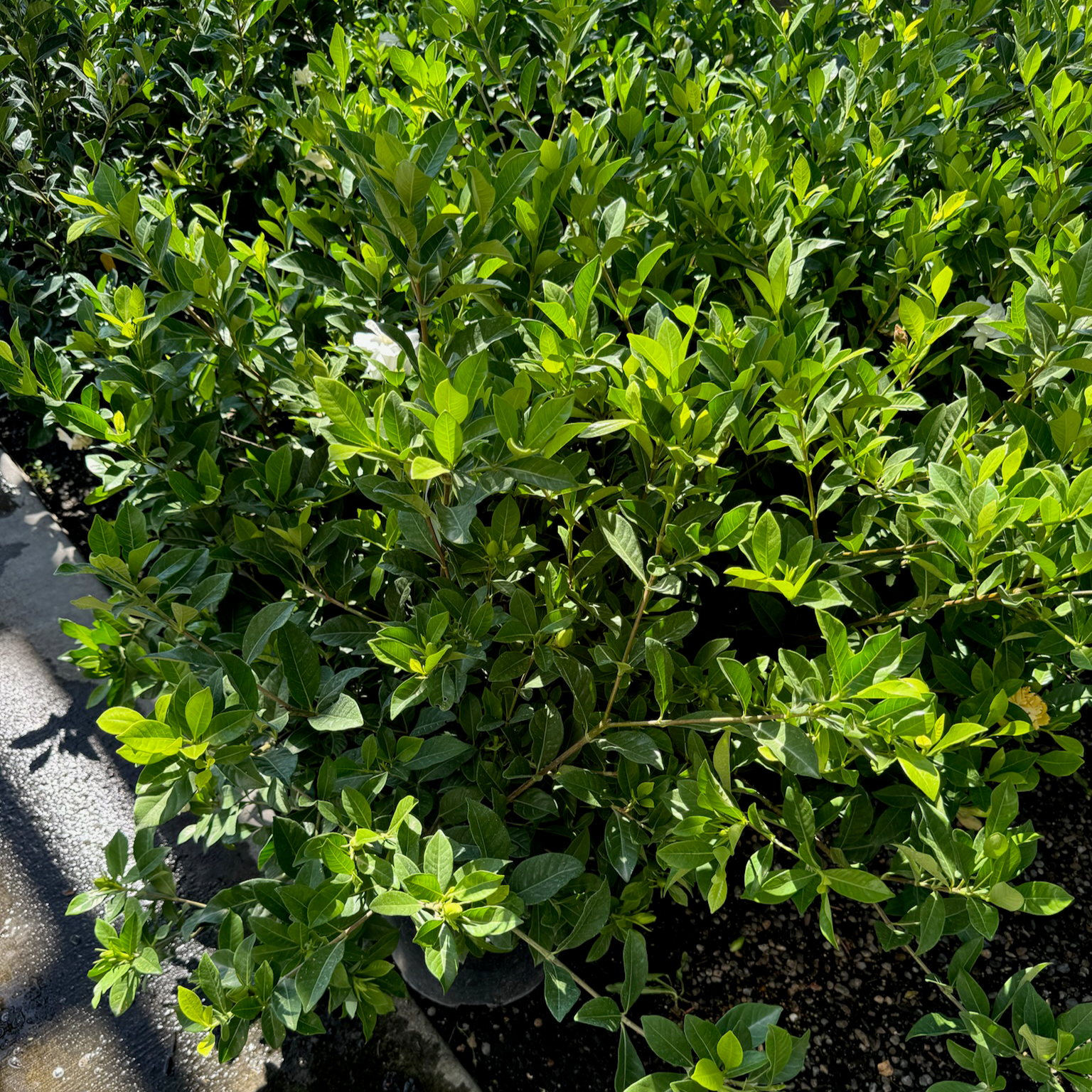 Green Veitchii Gardenia bush with dense foliage on a natural background