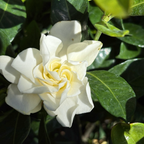 White flower Veitchii Gardenia with green leaves in the background