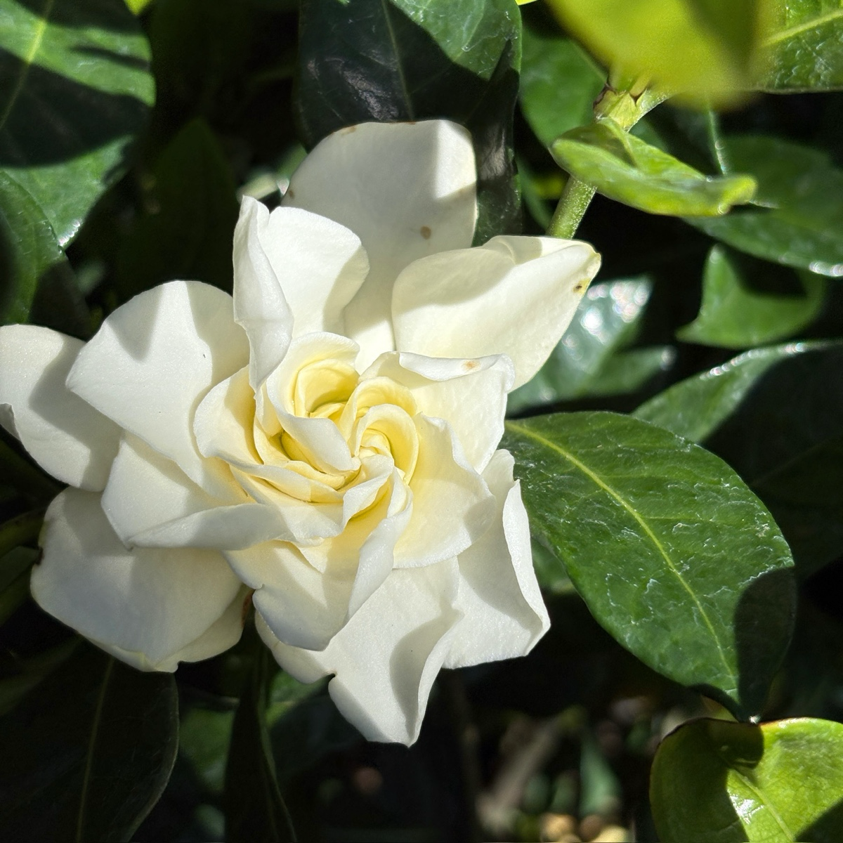 White flower Veitchii Gardenia with green leaves in the background
