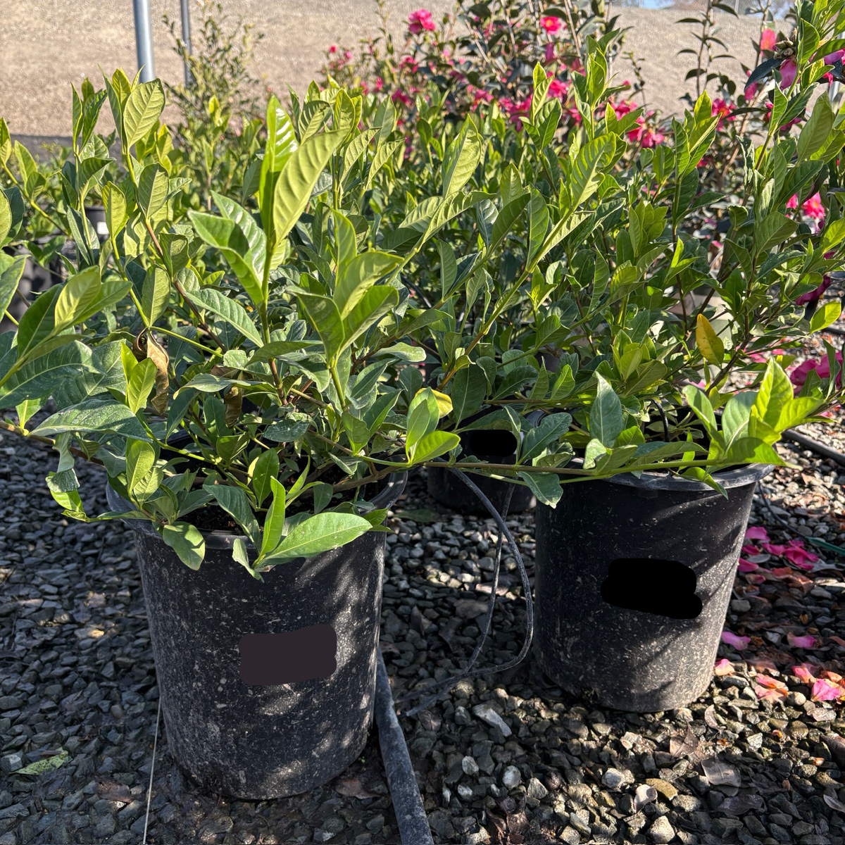 Two potted Everblooming Gardenia plants on a gravel surface with a blurred background