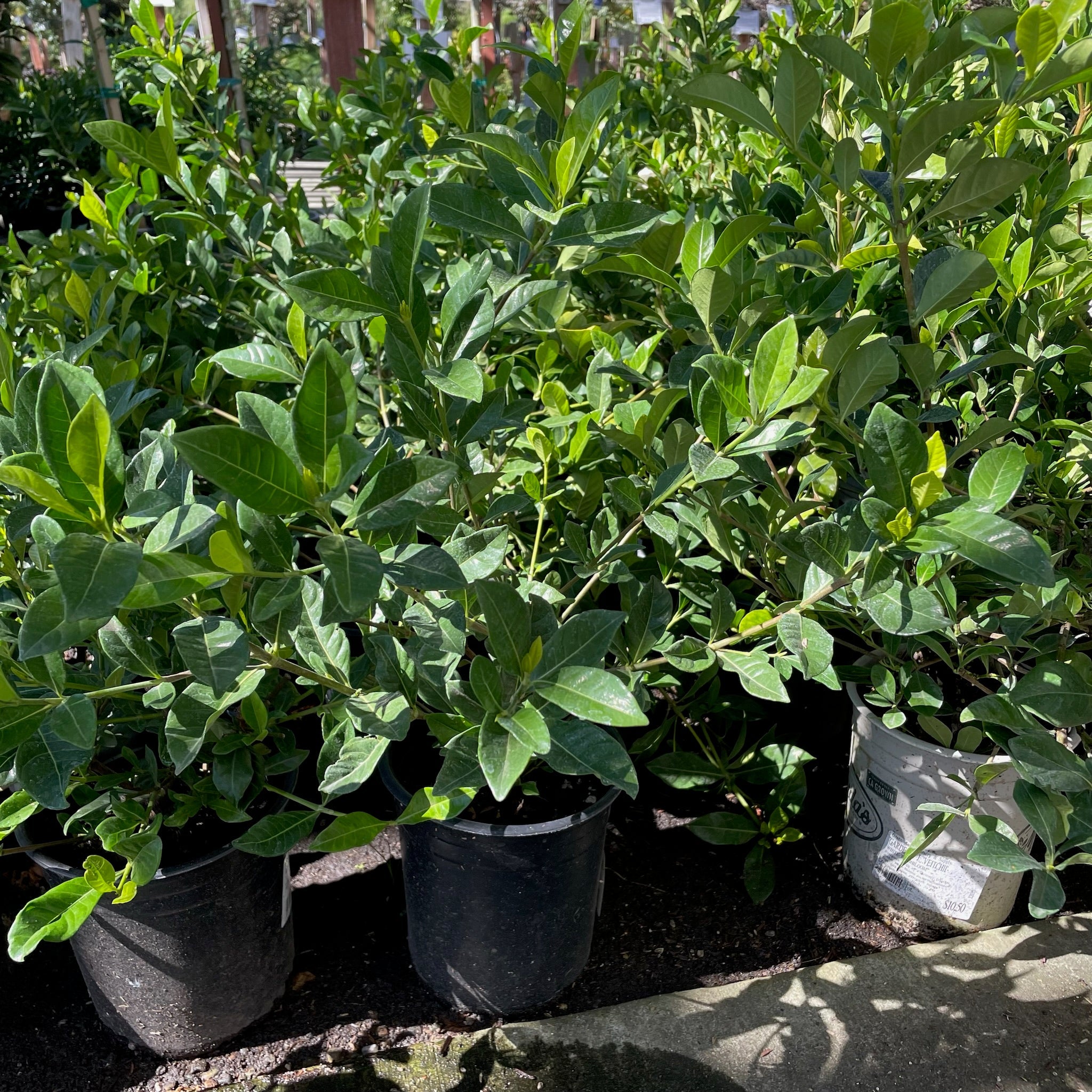 Row of potted Gardenia jasminoides 'Veitchii' with green leaves in a garden setting