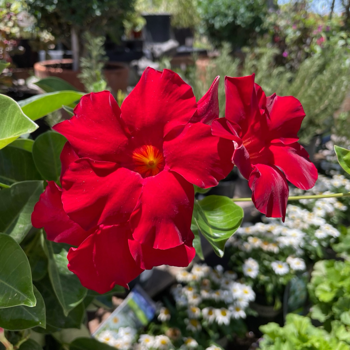 Velvet Red  【Tropical Breeze ™ 】 Mandevilla