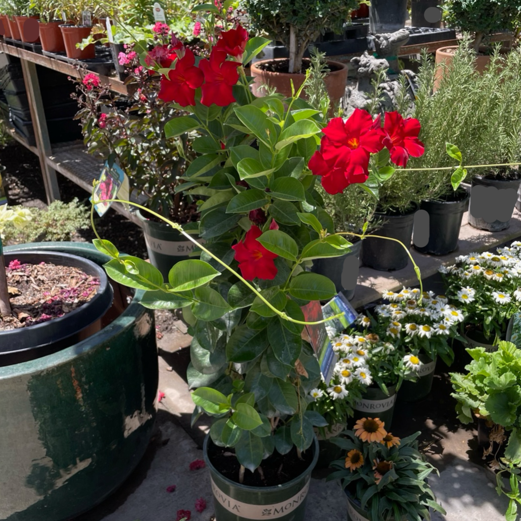 Velvet Red  【Tropical Breeze ™ 】 Mandevilla