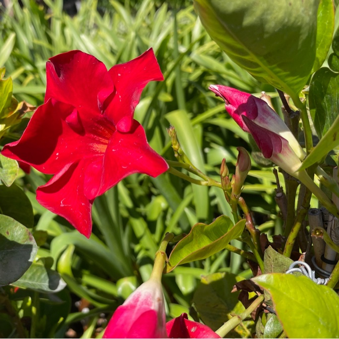 Velvet Red  【Tropical Breeze ™ 】 Mandevilla