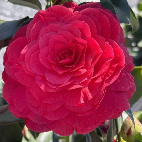 Vestito Rosso Camellia
