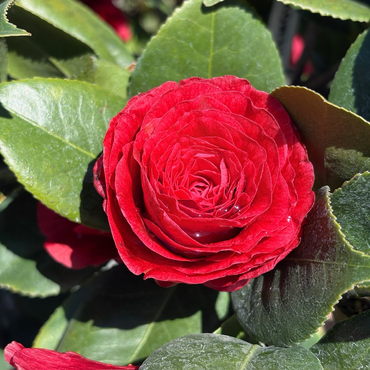 Vestito Rosso® Camellia