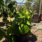 Vietnamese fig