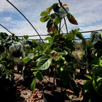 Vietnamese fig