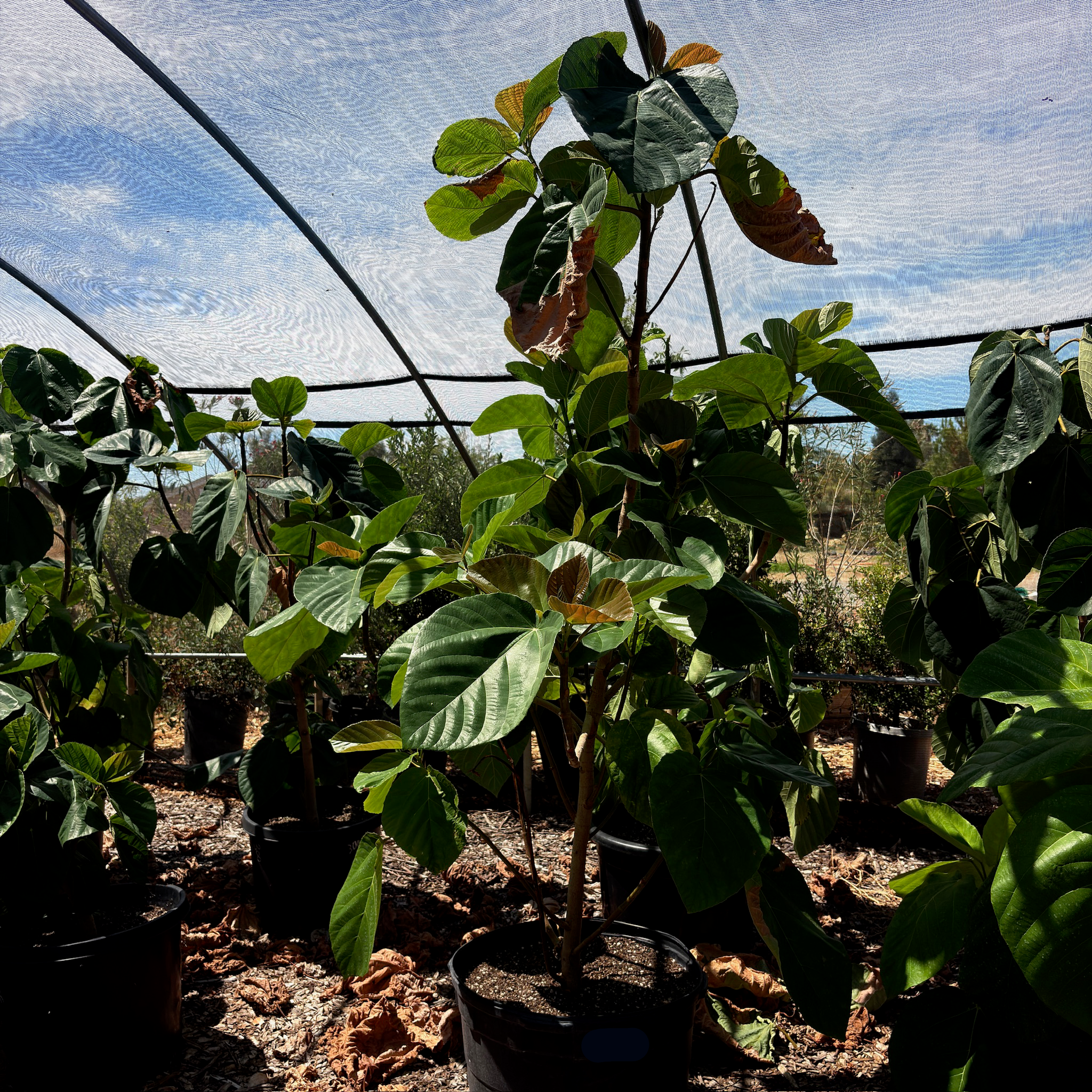 Vietnamese fig